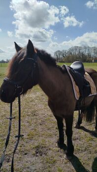 Pony Stute