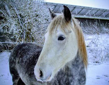 Pony, Stute, Ponymix, Sabine , Horses For Sale, Löwenstedt