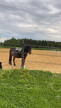 Verkaufe Pony, Karin , Horses For Sale, Perg 