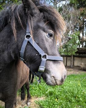 Ponyfamilie direkt aus erster Hand