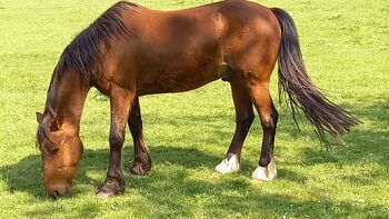 Pony Wallach zu verkaufen, Bianca, Horses For Sale, Dortmund