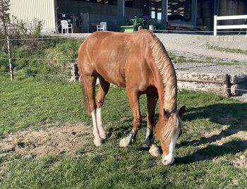 Pony, 143cm, Wallach, 10jährig