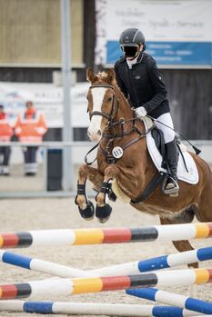 Pony, 143cm, Wallach, 10jährig, Katrin Wiemann, Horses For Sale, Tettnang