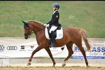 Kaderpony Dressur 8 Jahre L Platziert, FEI fertig zu verkaufen, Häußler , Horses For Sale, Neuwied