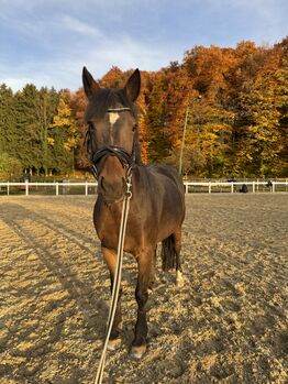 Pony mit ganz viel Herz und Nerven aus Stahl, Theresa , Pferd kaufen, Neubeuern 