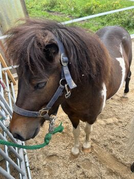 Pony Wallach