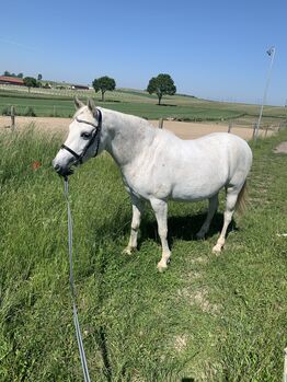 Reitpony Schimmel, Andrea Kuchelbacher, Horses For Sale, Stockerau 