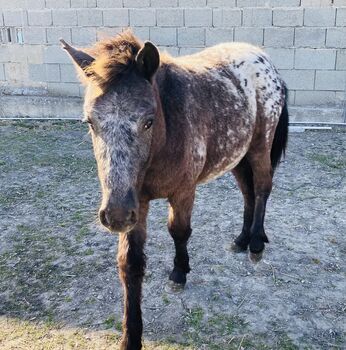 Pony Hengst, Jana Resch, Horses For Sale, Haringsee