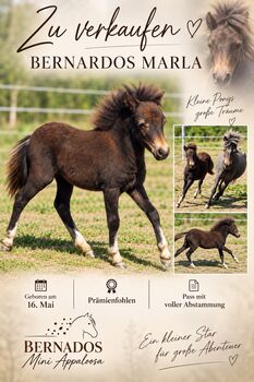 Pony, Kinderpony, Shetty, Minishetty, Partbred