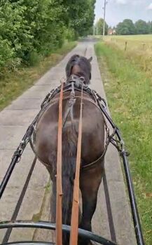 Pony Stute Rappe 1.44m Fahren/Reiten