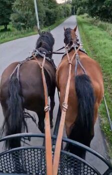 Pony Stute Rappe 1.44m Fahren/Reiten