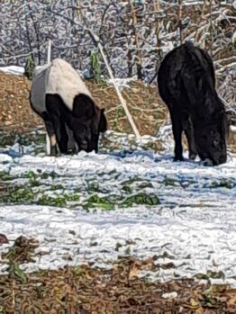 Ponystute zum Verkauf, Bernadette Anton, Horses For Sale, Klagenfurt Am Wörthersee