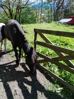 Ponystute zum Verkauf