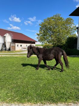 Ponystute