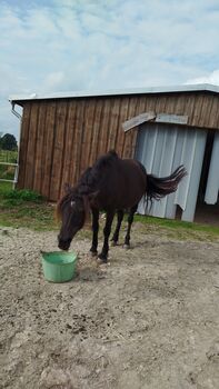 Pony Stute, Jes, Horses For Sale, Neugaude 