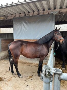 Ponystute Pippilotta