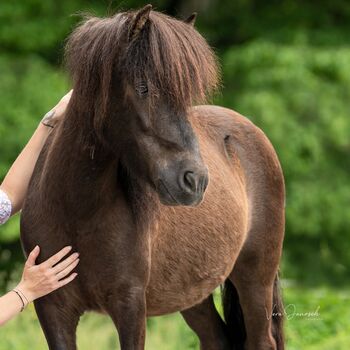 Pony Maxi sucht Bestplatz, Lena, Horses For Sale, Deutschlandsberg