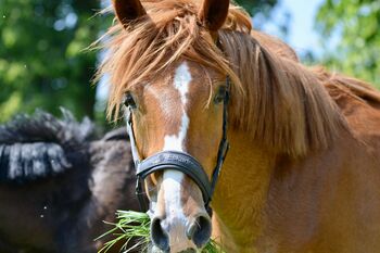Pony Mix Wallach sucht dringend ein Zuhause