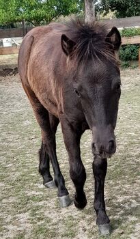 Pony- Mix - Jährling, Rudi , Pferd kaufen, Hirschstein