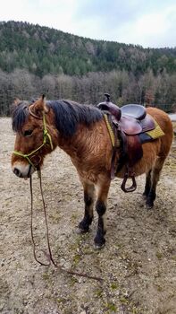 Pony Mogli, Katrin, Horses For Sale, Bromberg 