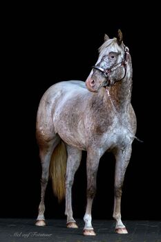 Pony of the Americas Stute