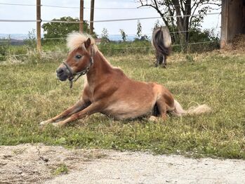 Pony Reitbeteiligung