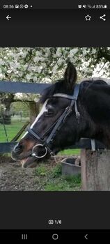 Pony Trense ohne Zügel, Englisch , Aileen Rucinski , Bridles & Headstalls, Wachtendonk 