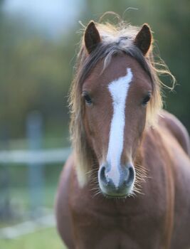 Ponyhengst (Welsh-A-Mix) Gustav, Carmen Theresiak, Horses For Sale, Kleblach-Lind