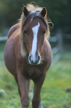 Ponyhengst (Welsh-A-Mix) Gustav