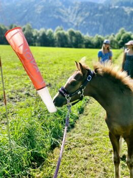 Ponyhengst (Welsh-A-Mix) Gustav, Carmen Theresiak, Horses For Sale, Kleblach-Lind
