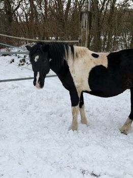 Pony Stute, Nicole , Pferd kaufen, Weißenhorn 