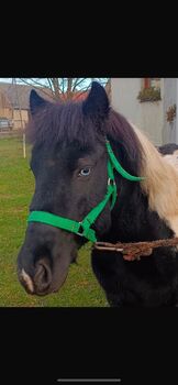 Verkaufe Pony Gespann, Leony , Horses For Sale, Büchenbeuren