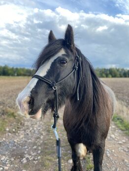 Pony Tinkerstute zu verkaufen, Christian, Pferd kaufen, Mittelbach