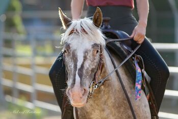 Pony of the Americas Stute, Carola Höhle , Horses For Sale, Holle