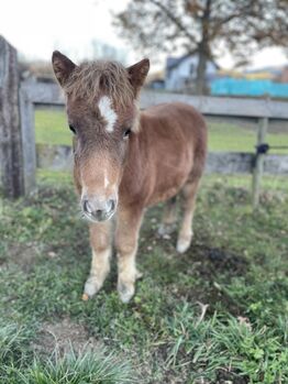 Verkaufe Ponyfohlen