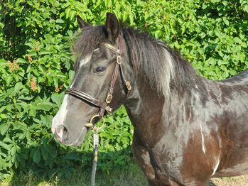 Pony Wallach, KL, Pferd kaufen, Niederstetten 