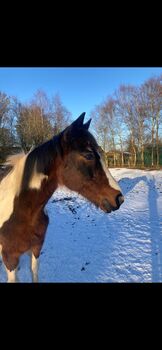 Pony wallach, Privat, Pferd kaufen, Saterland 