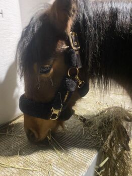 Pony Wallach, Nina Niederl, Pferd kaufen, Wetzelsdorf bei Jagerberg