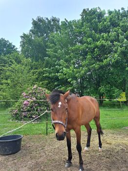 Pony xxl Wallach, Nici, Horses For Sale, Recke