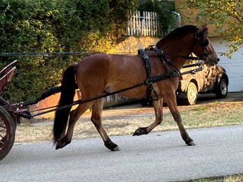 Pony zum ausbilden!