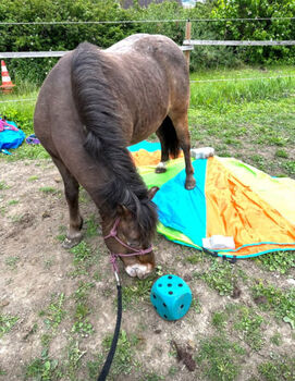 Ponybub sucht dringend erfahrenes liebevolles Zuhause