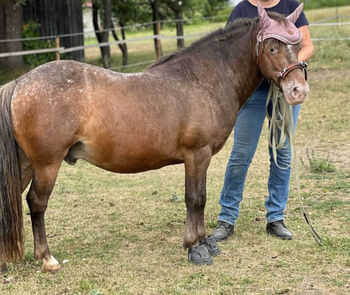 Ponybub sucht dringend erfahrenes liebevolles Zuhause, Ines, Pferd kaufen, Unterzögersdorf