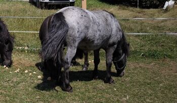 Ponyfamilie direkt aus erster Hand, P.a., Pferd kaufen, Bruck an der Mur 