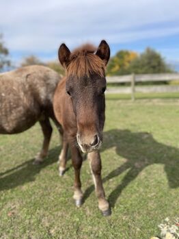 Ponyhengstfohlen zu verkaufen