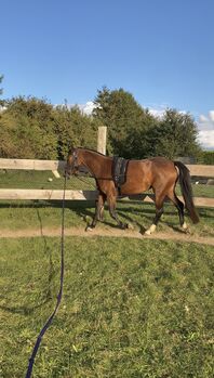 Reitpony Stute zum selbst ausbilden