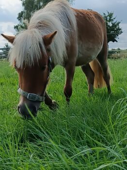 Ponymix Jährlingsstute, Isabelle Zimmermann , Pferd kaufen, Wolferstadt