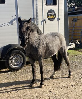 Ponystute 5j, 1,20m, Alina Lichtenberg , Horses For Sale, Sprockhövel