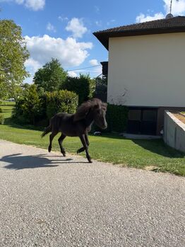 Ponystute, Corinna, Pferd kaufen, Prambachkirchen 