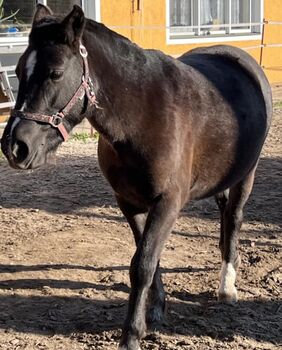 Ponystute zur Verfügung 3 jährig, Laura, Pferd kaufen, Erlau