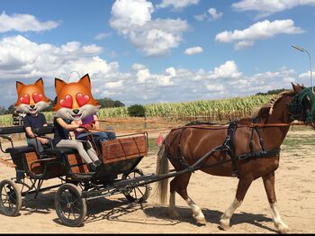 Ponykutsche mit Geschirr Ein-und Zweispännig